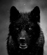 Blackwolf 