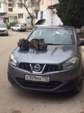 Nissan Qashqai 1.6 MT 2010